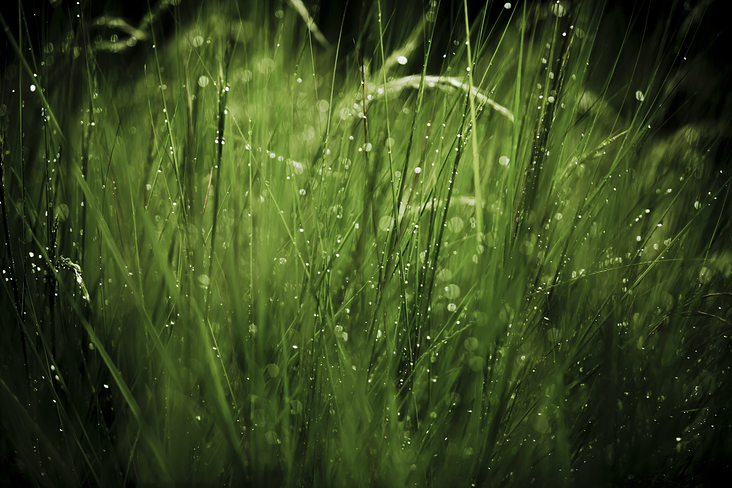 moist grass