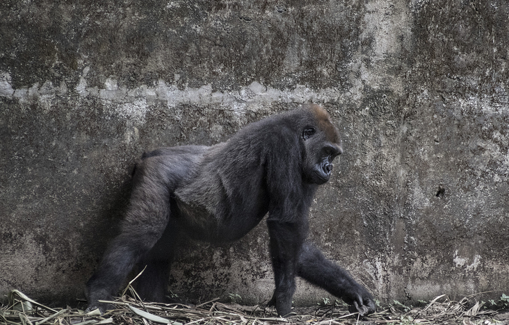 „Cameroon Gorilla“ – FOTOGRAFIE