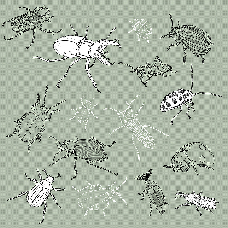 Beetle Pattern