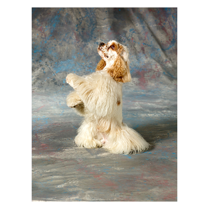 Amerikanischer Cocker Spaniel