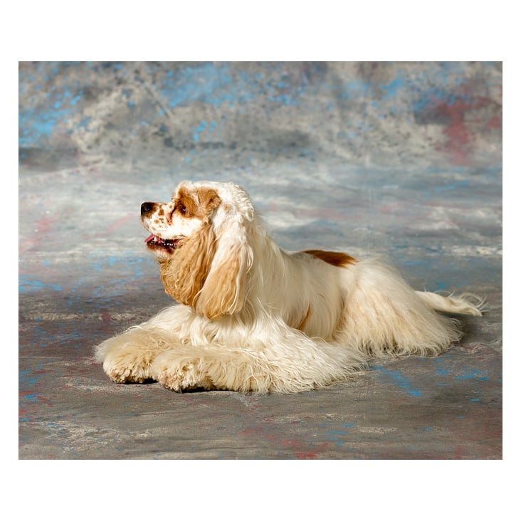 Amerikanischer Cocker Spaniel