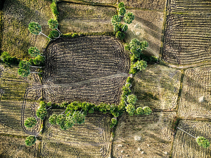 Reisfeld / Ricefield, Kambodscha / Cambodia (Luftbild mit einer Drohne)