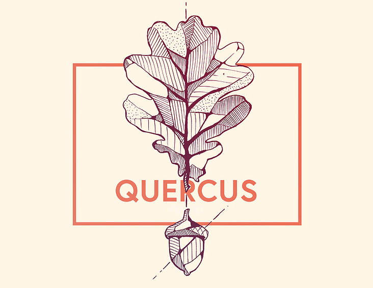 Quercus – Eiche