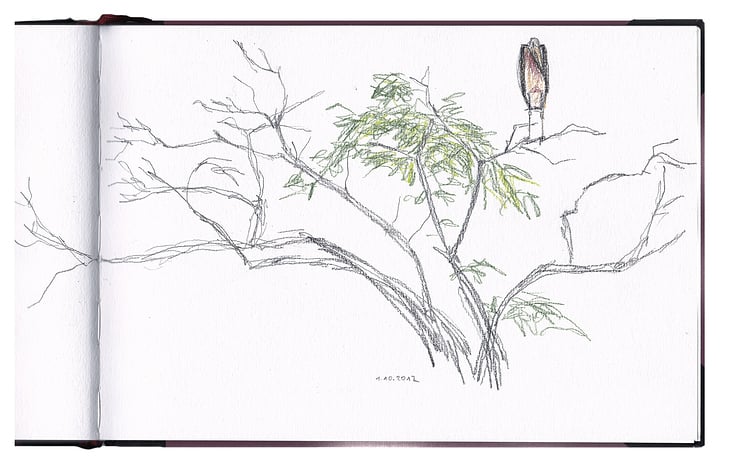 Marabu im Baum