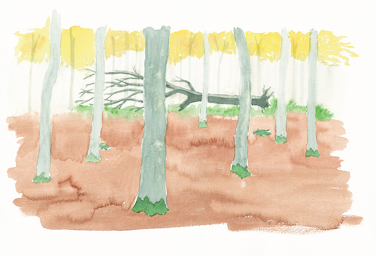 Wald und umgestürzter Baum