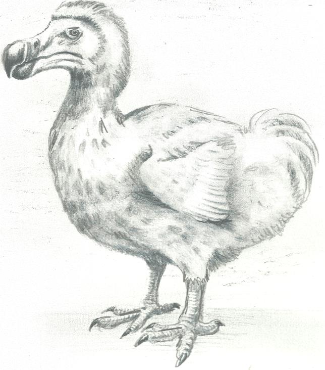 dodo