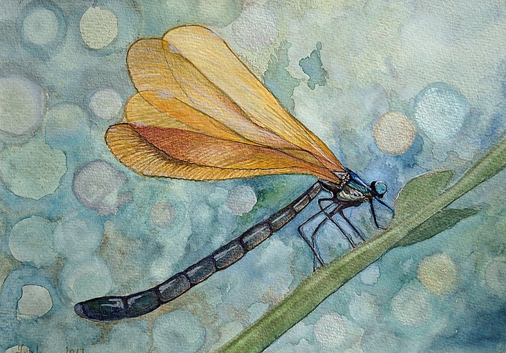 Dragonfly