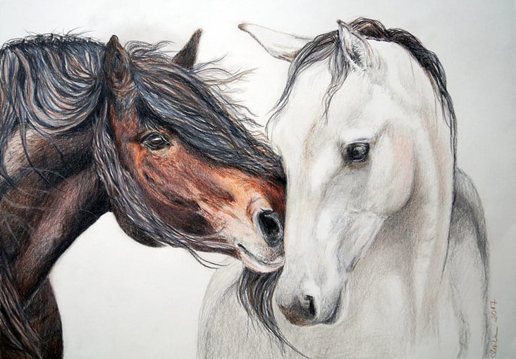 Horses in Love