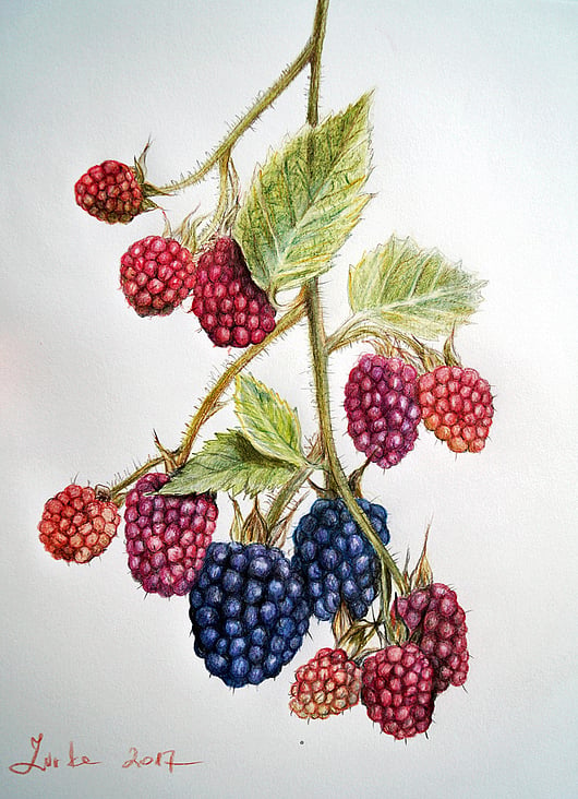 Brombeeren