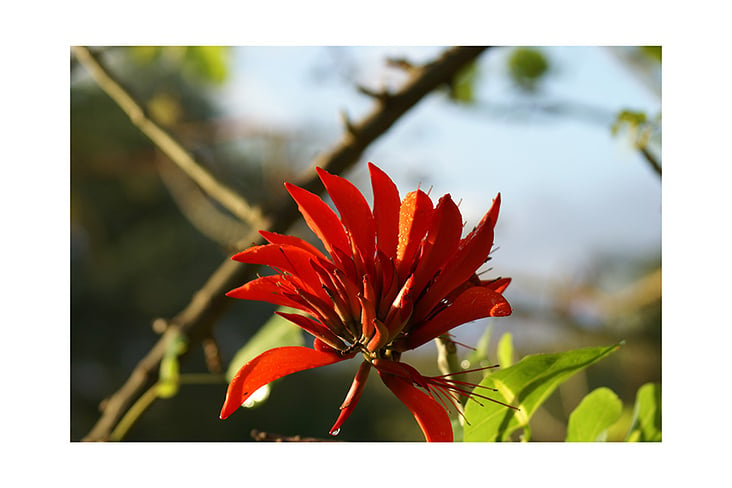 Flammende Blume Tobago