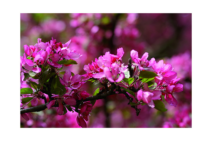 Kirschblüten