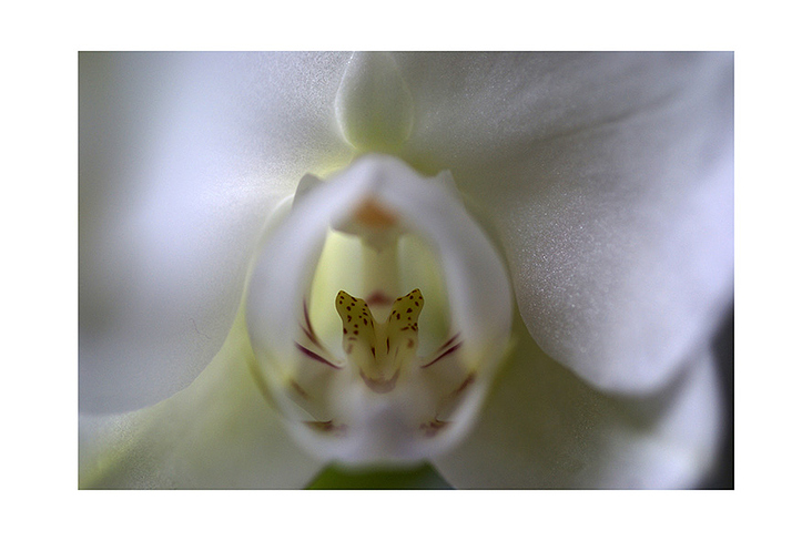 Orchidee