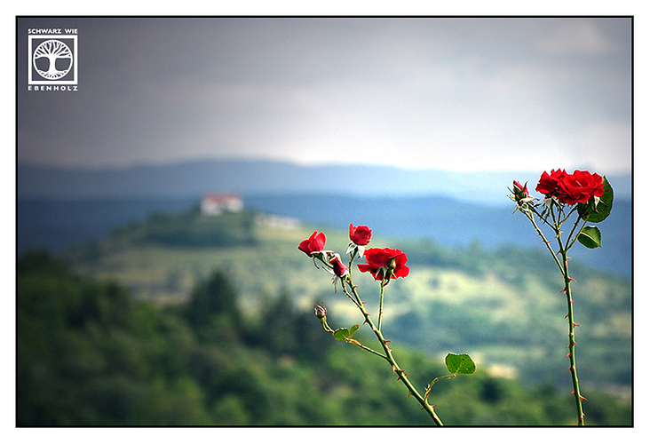 roses for farewell