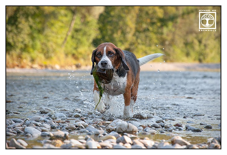 beagy the beagle 8547