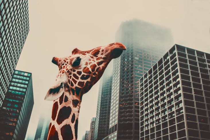 city giraffe