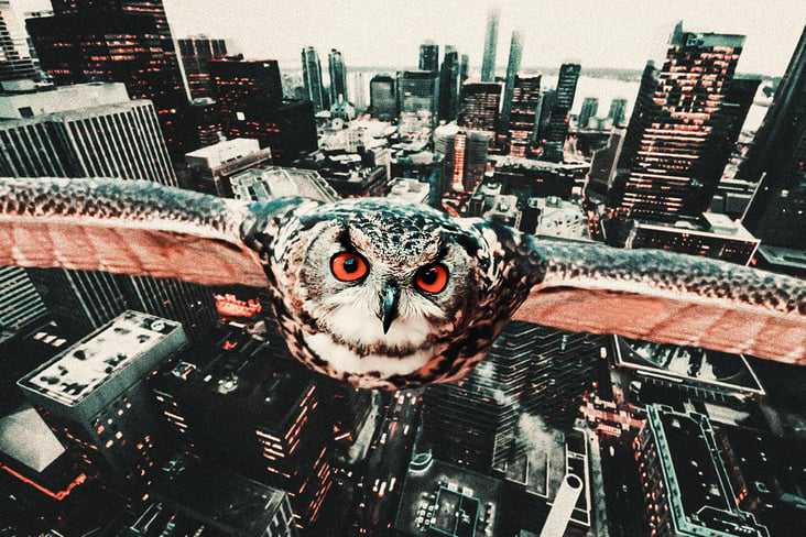 city owl