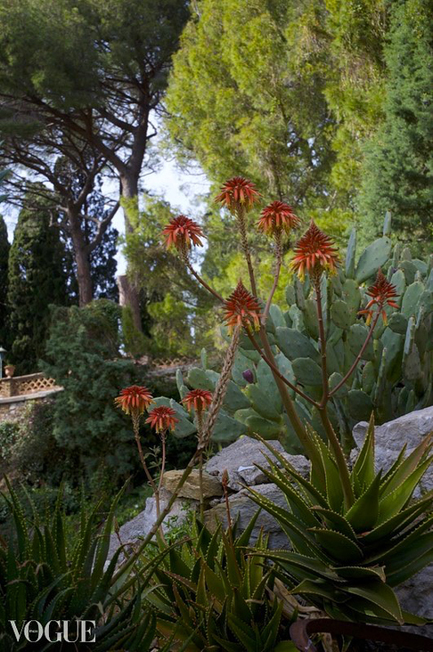 Flowers, Sicily