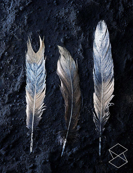 Feathers & Dust
