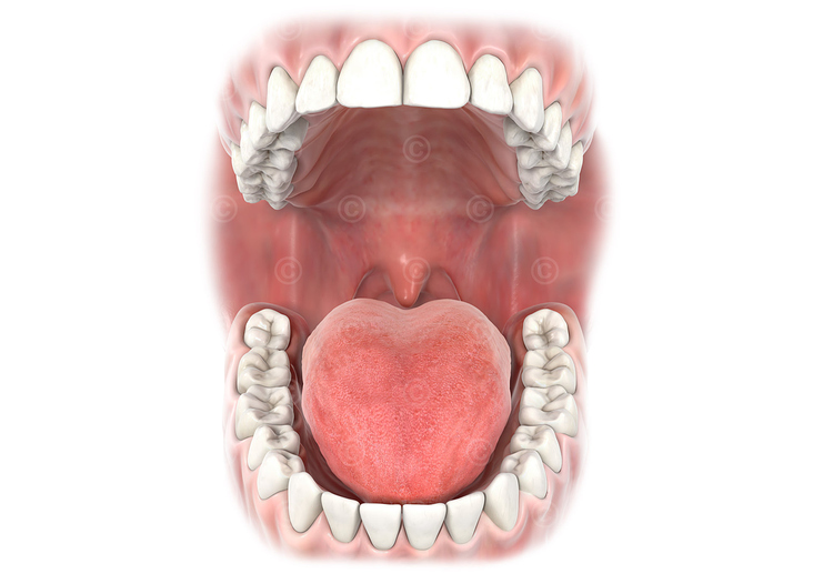 Illustration Ober- und Unterkiefer mit Zähnen und Zunge