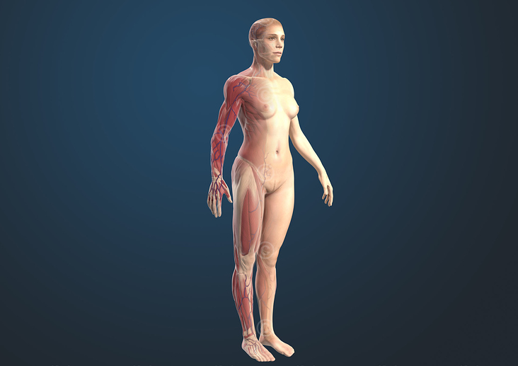 Illustration Muskelsystem an einer weiblichen Figur