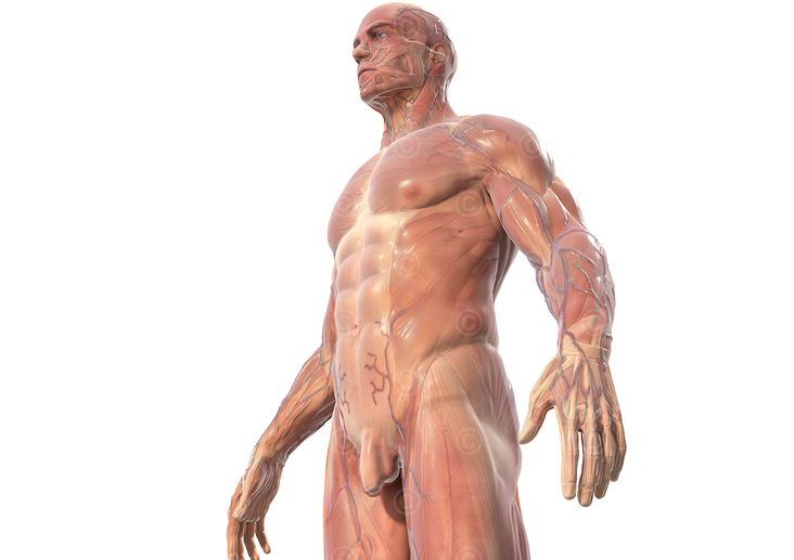 Muskelsystem des Mannes (Oberkörper)