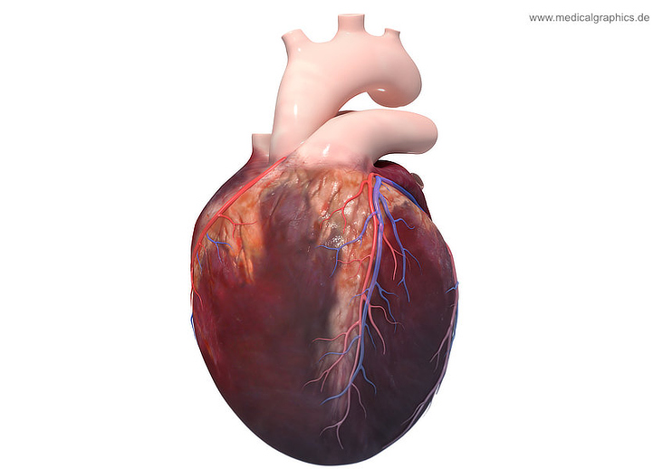 Menschliches Herz mit versorgenden Blutgefäßen