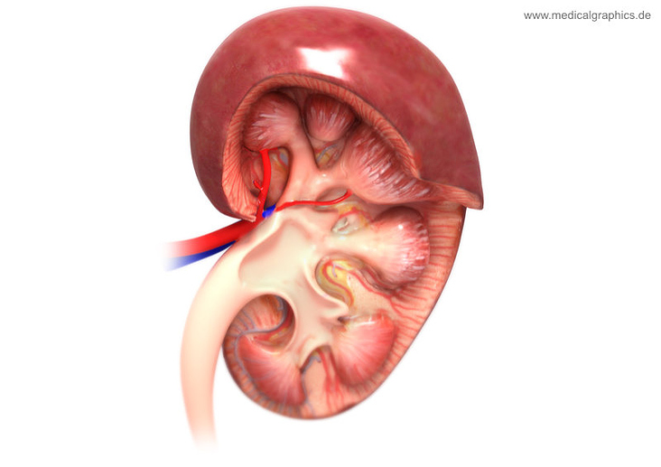 Anatomie der menschliche Niere im Anschnitt