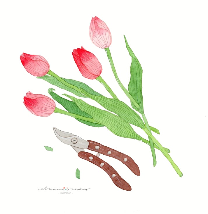 Tulpen