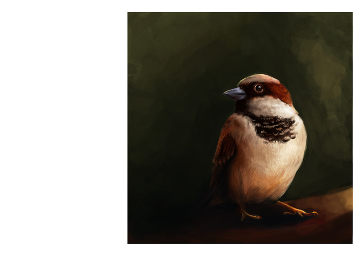 print portfolio 0003 sparrow