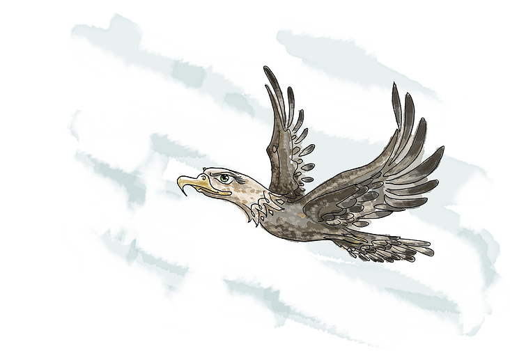 Adler/Eagle