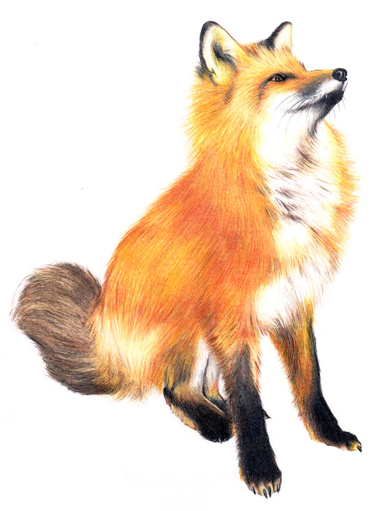 Fuchs