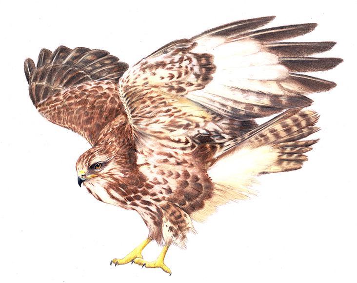 Bussard