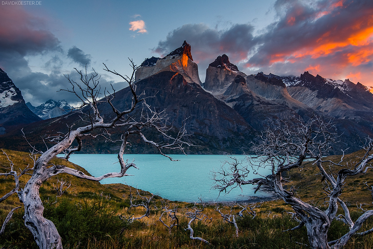 Patagonian Trees, Chile