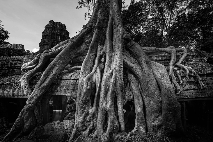 Angkor Ta Phrom