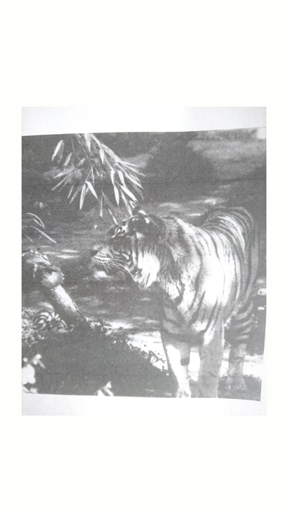 Tiger schwarzweiß Fotografie