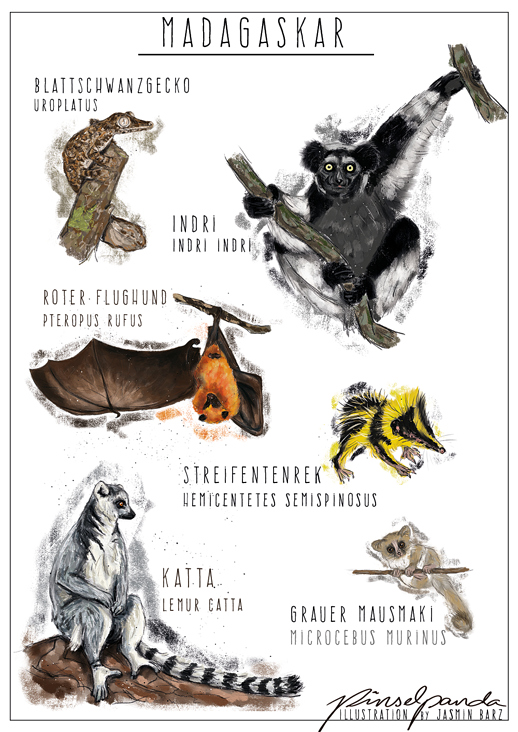 Tiere auf Madagaskar