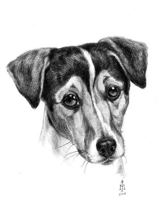 Russell Terrier, 2018