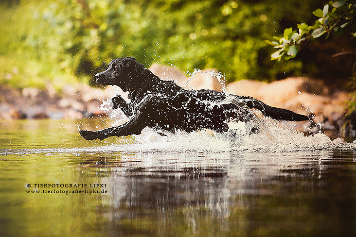 Flash – The flying Labrador