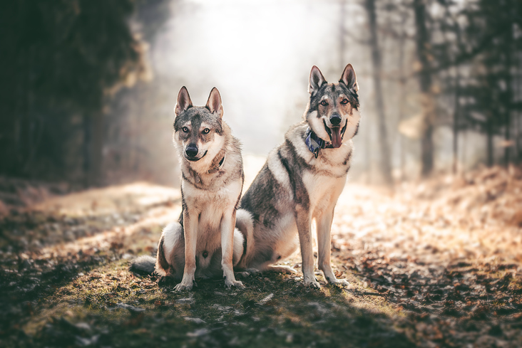 Namid & Baltic