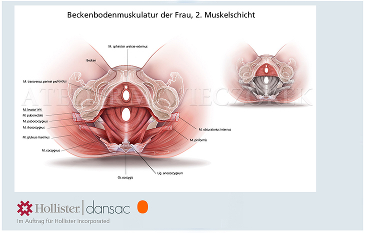 Weibliche Beckenbodenmuskulatur, 2. Schicht