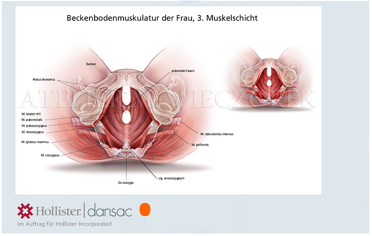 Weibliche Beckenbodenmuskulatur, 3. Schicht