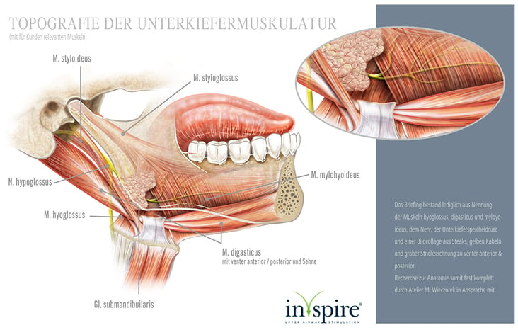 Topografie der Mund-/Kiefer-/Zungenmuskulatur und Nerven