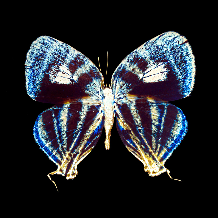 Schmetterling