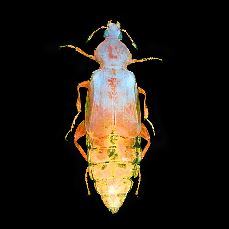 Staphylinidae