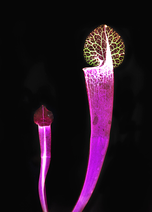 Sarracenia