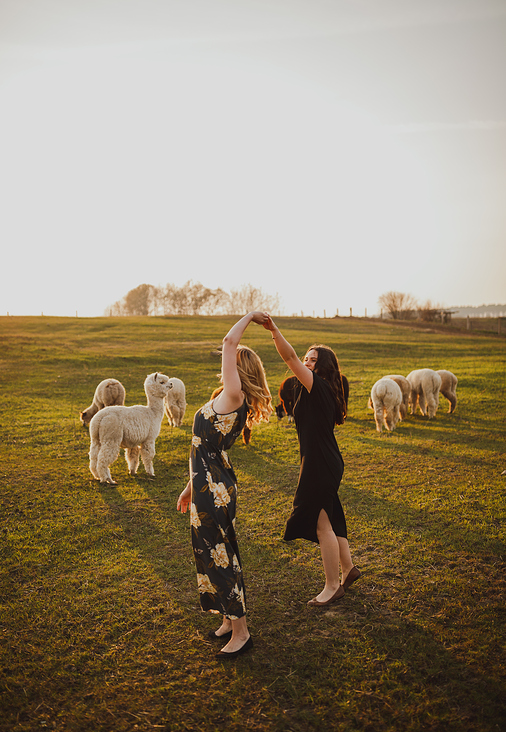 Dancing with alpacas