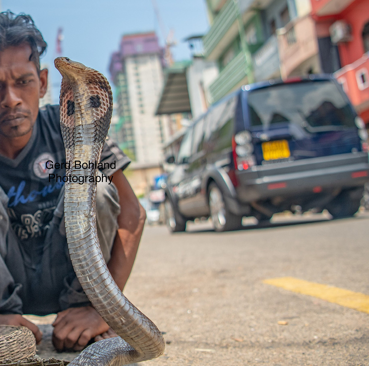 India Snake