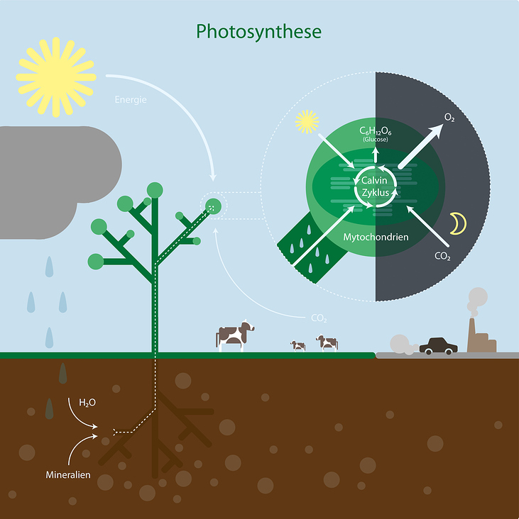 Illustration Photosynthese