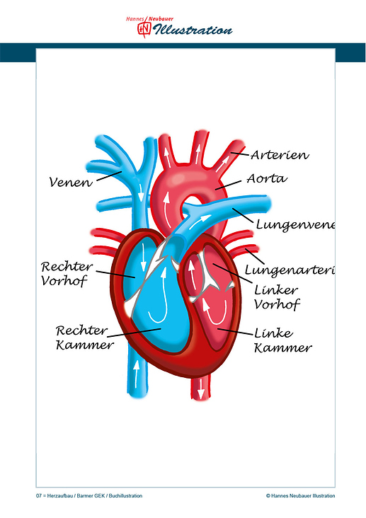 07 = Herzaufbau / Barmer GEK / Buchillustration (Medizinische Illustration)