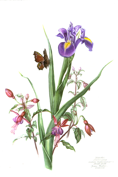 Iris und Fuchsien – Aquarell
